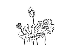 荷花线条素描绘画图片