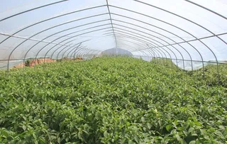 蔬菜大棚照片图片