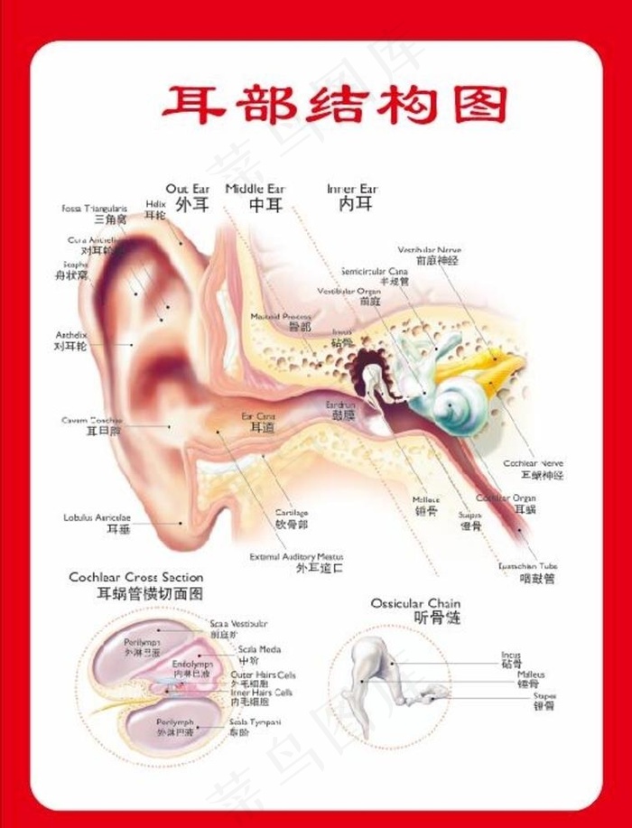 耳部结构图图片cdr矢量模版下载