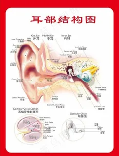耳部结构图图片