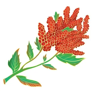 藜麦手绘素材图片