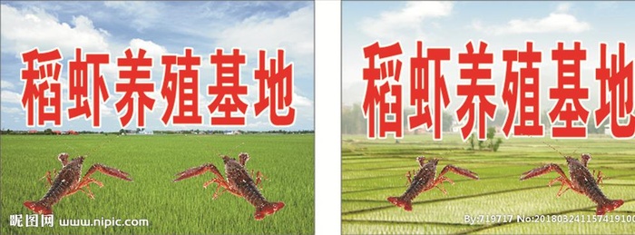 稻虾 养殖 龙虾图片cdr矢量模版下载