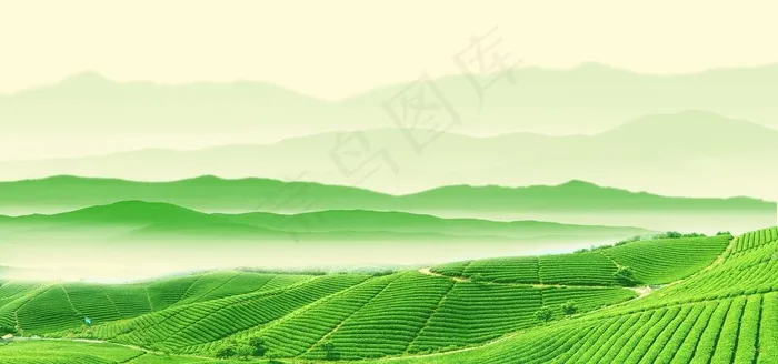 绿色背景 茶山 茶文化图片psd模版下载