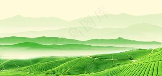 绿色背景 茶山 茶文化图片