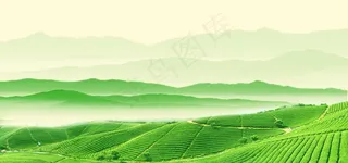 绿色背景 茶山 茶文化图片