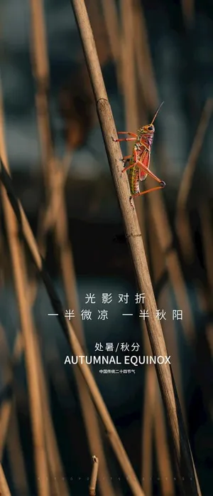 处暑秋分立秋图片