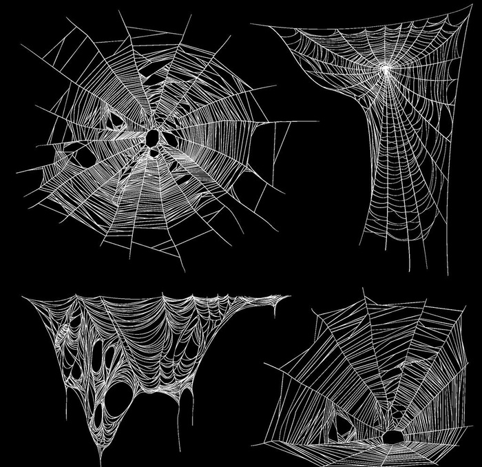 蜘蛛网图片
