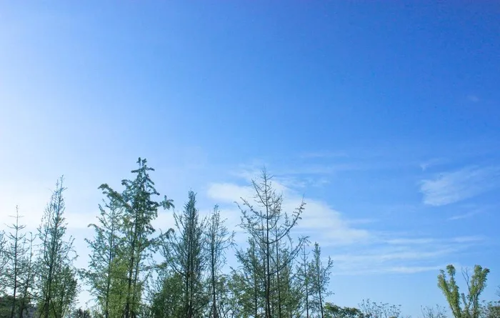 蓝天白云绿树图片