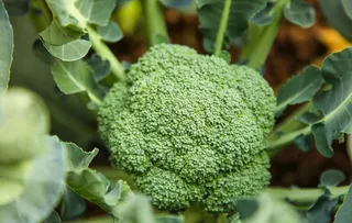 西蓝花 菜花 蔬菜种植 大棚种图片