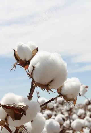 棉花图片