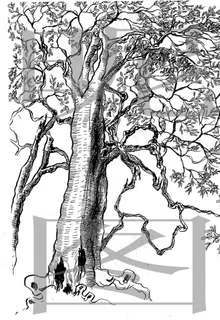 苍劲古茶树图片