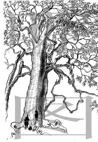 苍劲古茶树图片