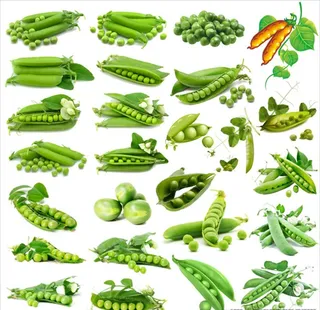 豌豆图片