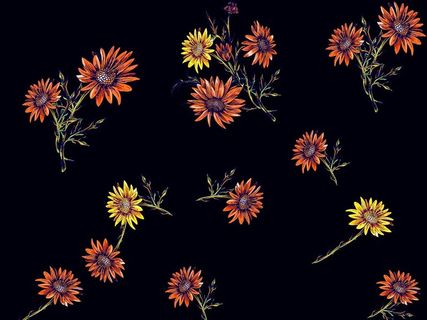 菊花图片 菊花图片
