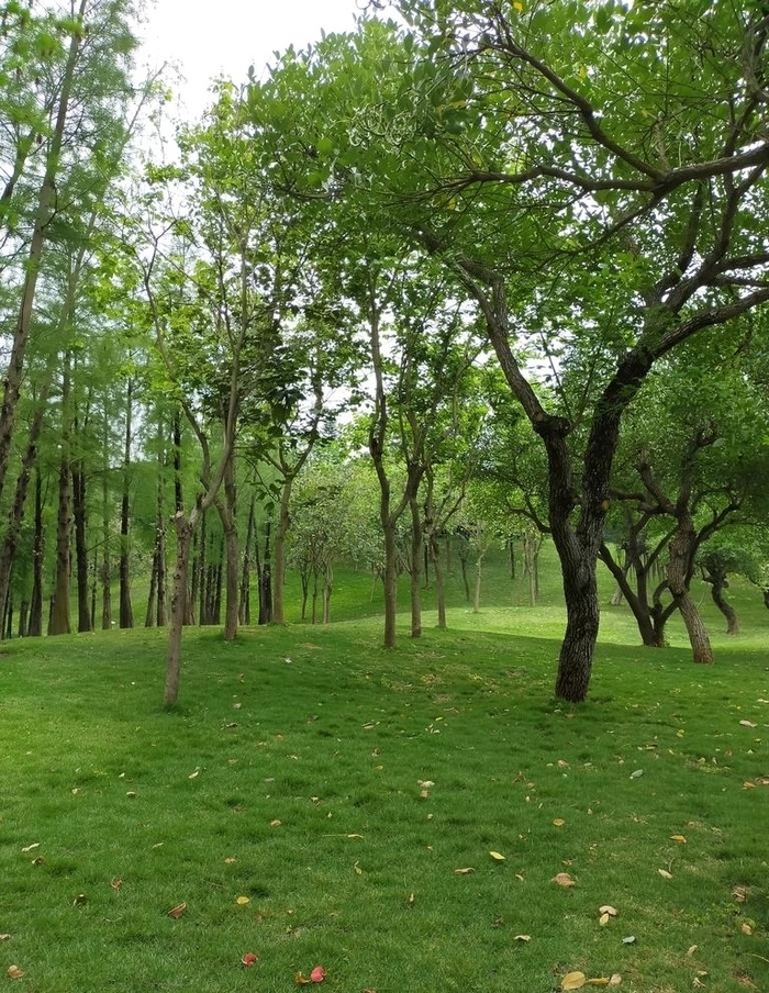 小树林图片