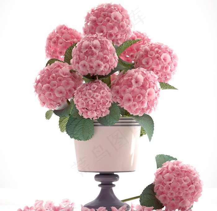 3D花卉图片