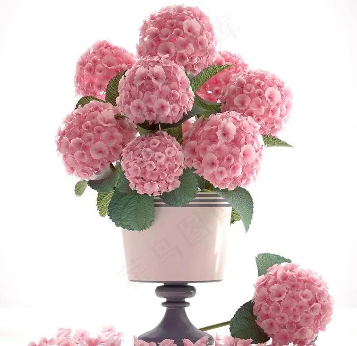 3D花卉图片