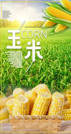 玉米图片