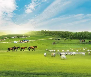 草原牛马羊图片
