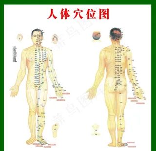 人体穴位图图片