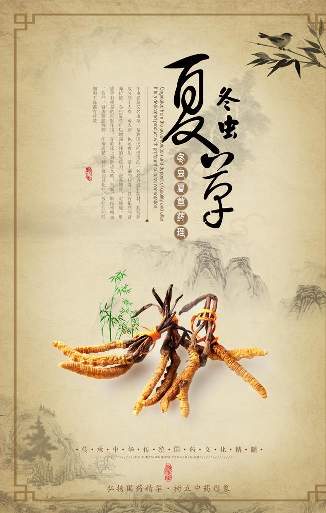 冬虫夏草药材国风复古宣传海报图片