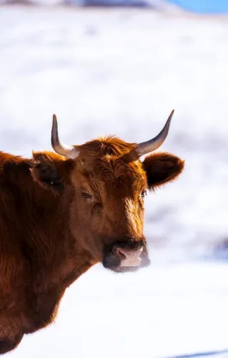 户外牦牛动物图片