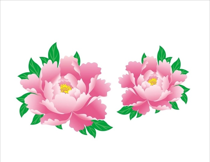 牡丹花图片