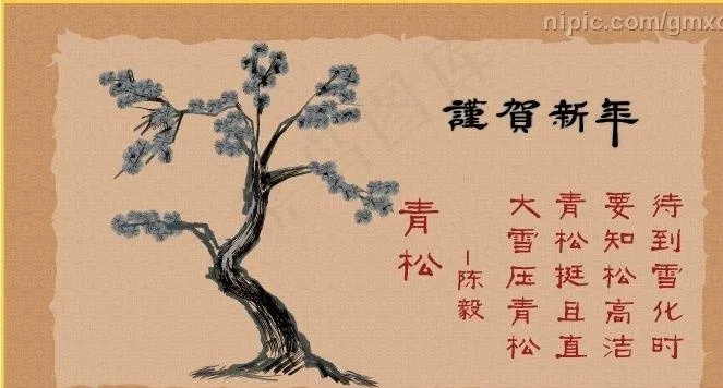 松柏图片ai矢量模版下载