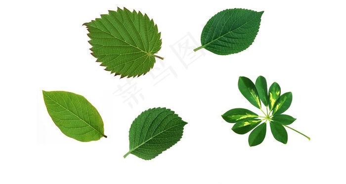 叶子图片