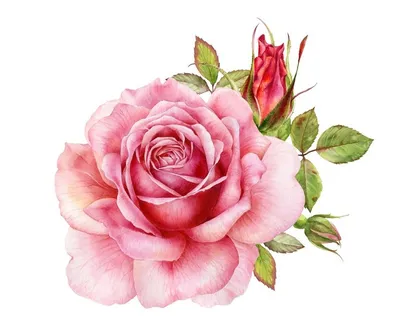 玫瑰花图片 玫瑰花图片