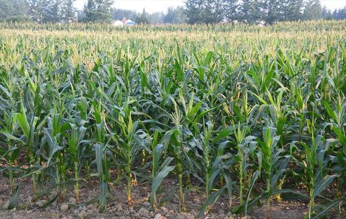 成片玉米地图片