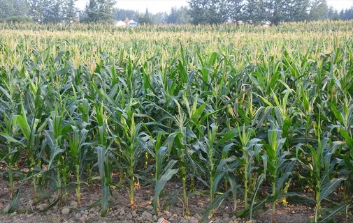 成片玉米地图片 成片玉米地图片