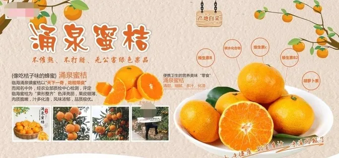 涌泉蜜桔图片 涌泉蜜桔图片