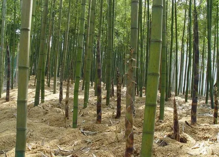竹与笋图片 竹与笋图片