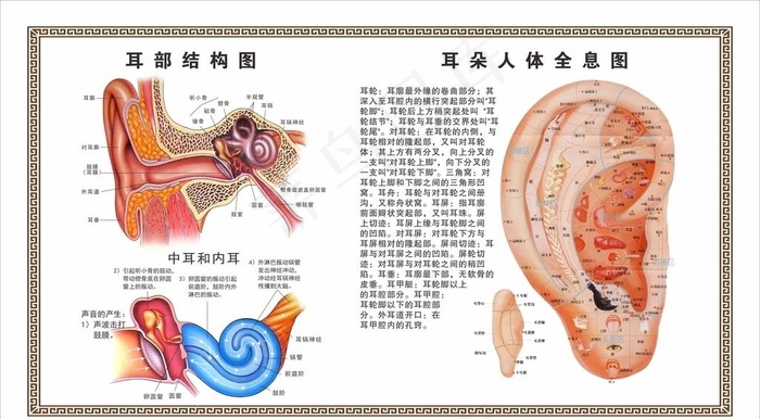 采耳耳朵结构图图片
