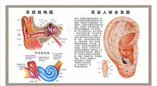 采耳耳朵结构图图片