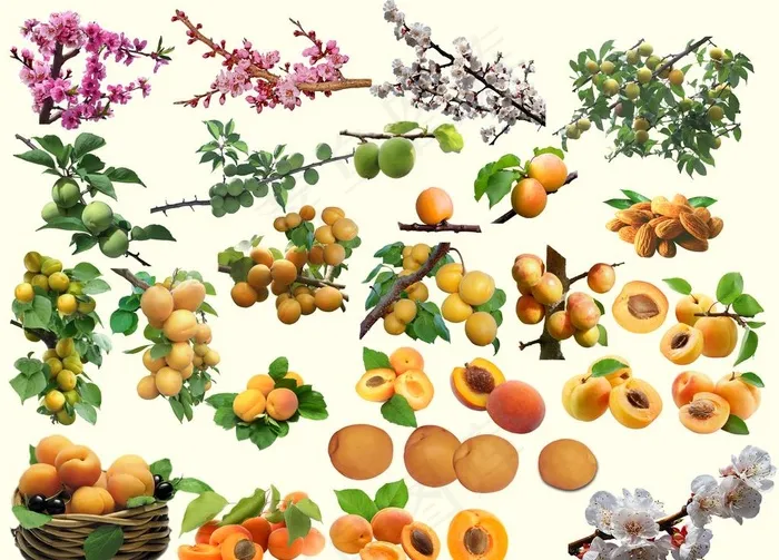 杏图片(4320x3240)psd模版下载