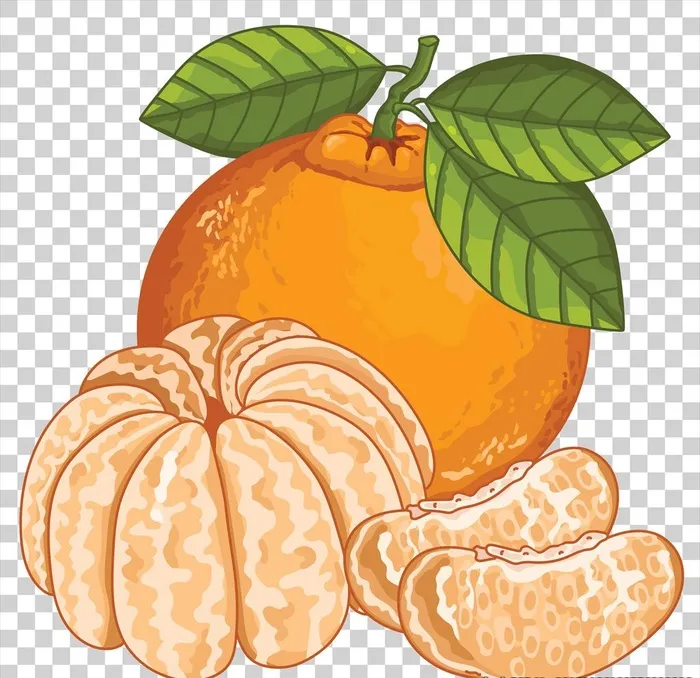 橘子插画图片