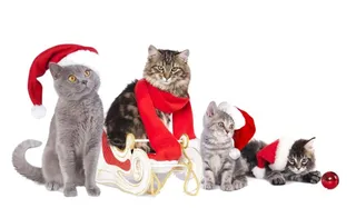 圣诞猫咪图片
