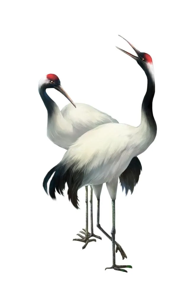 鹤图片(554x926)psd模版下载