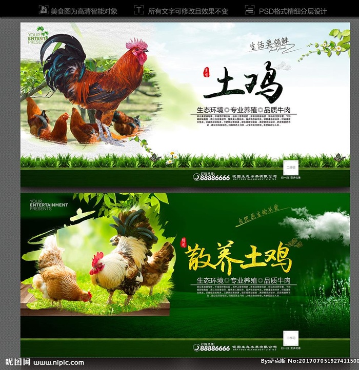 散养土鸡图片