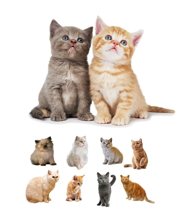 猫图片(1554x1827)psd模版下载