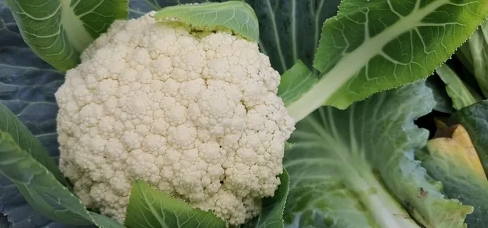 多集合·散花菜图片 多集合·散花菜图片