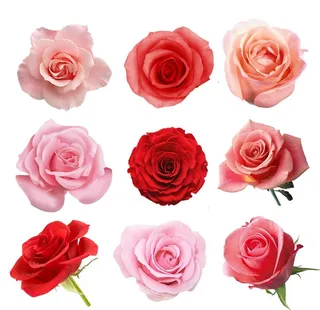 玫瑰花图片