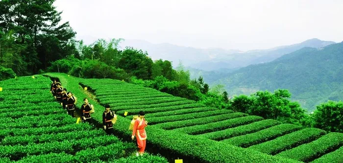 采茶少女图片