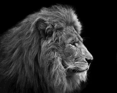 黑色背景下的狮子图片 黑色背景下的狮子图片