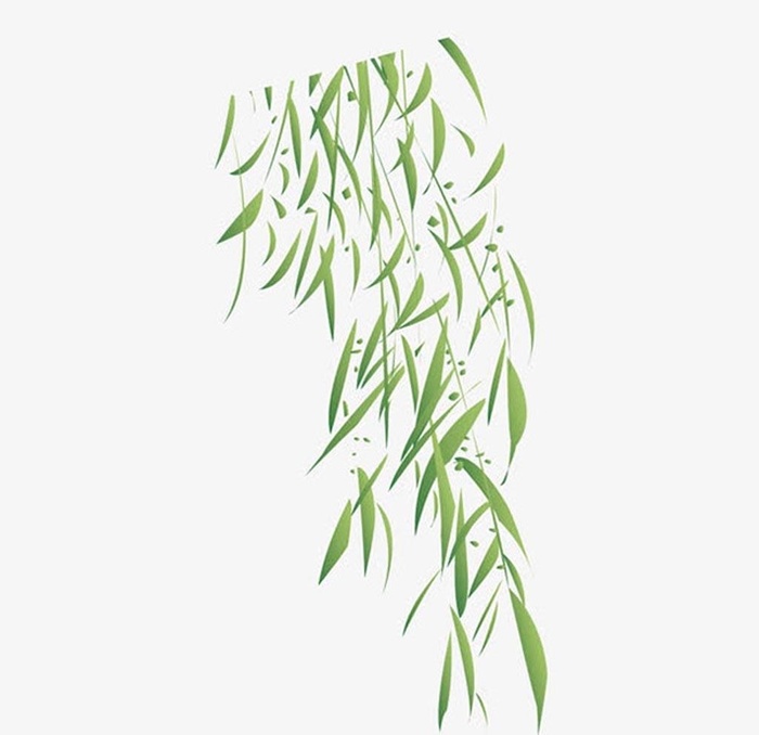 矢量柳树叶图片ai矢量模版下载