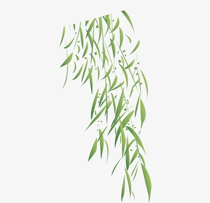 矢量柳树叶图片ai矢量模版下载