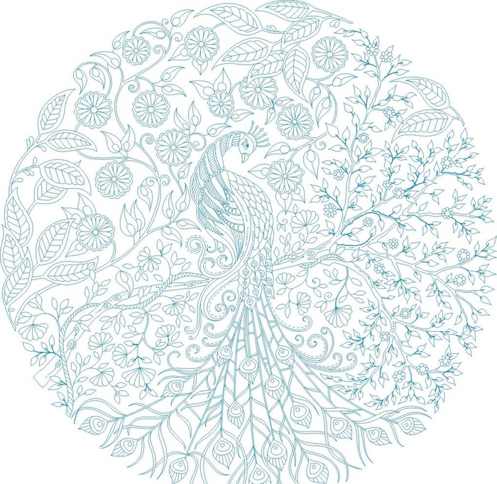 线条画孔雀图片