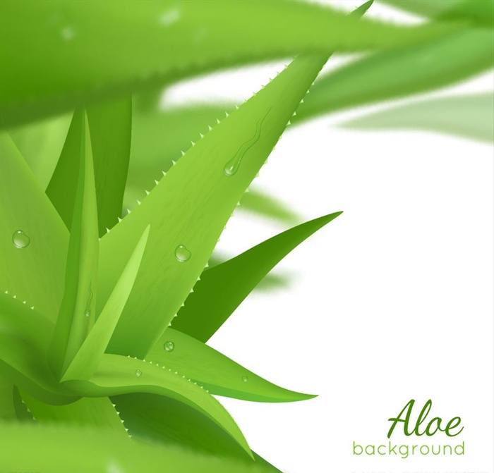 绿色芦荟矢量素材图片